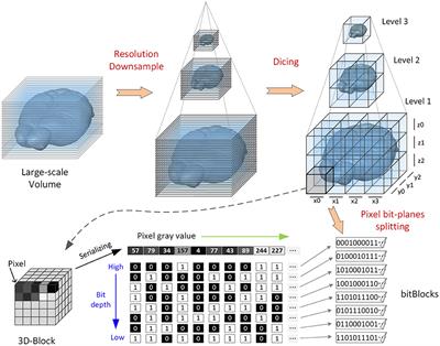 webTDat: A Web-Based, Real-Time, 3D Visualization Framework for Mesoscopic Whole-Brain Images